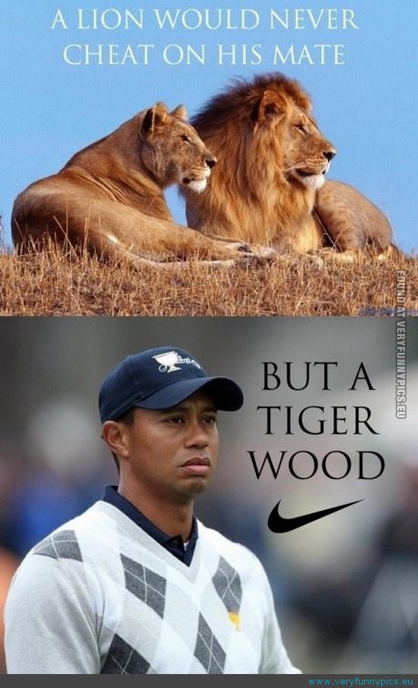 Funny Picture - A lion would never cheat on his mate but a tiiger wood would