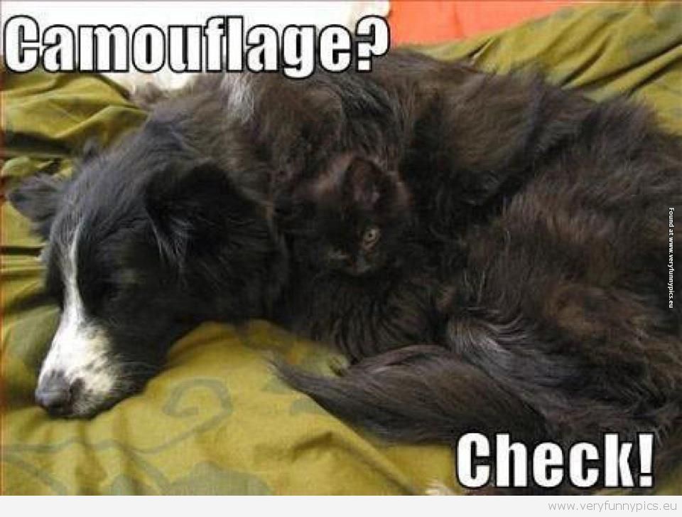 Funny Picture - Camouflage