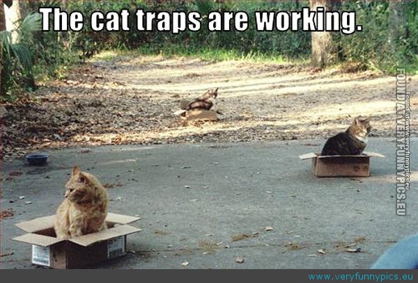Funny Picture - Cat traps