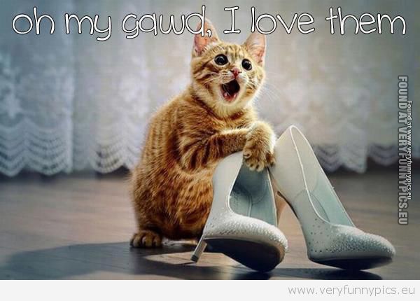 Funny Picture - Cute Shoes