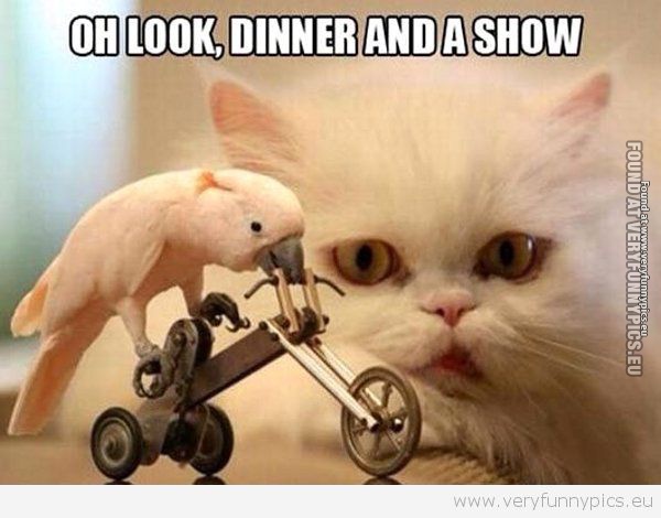 Funny Picture - Dinner and a show