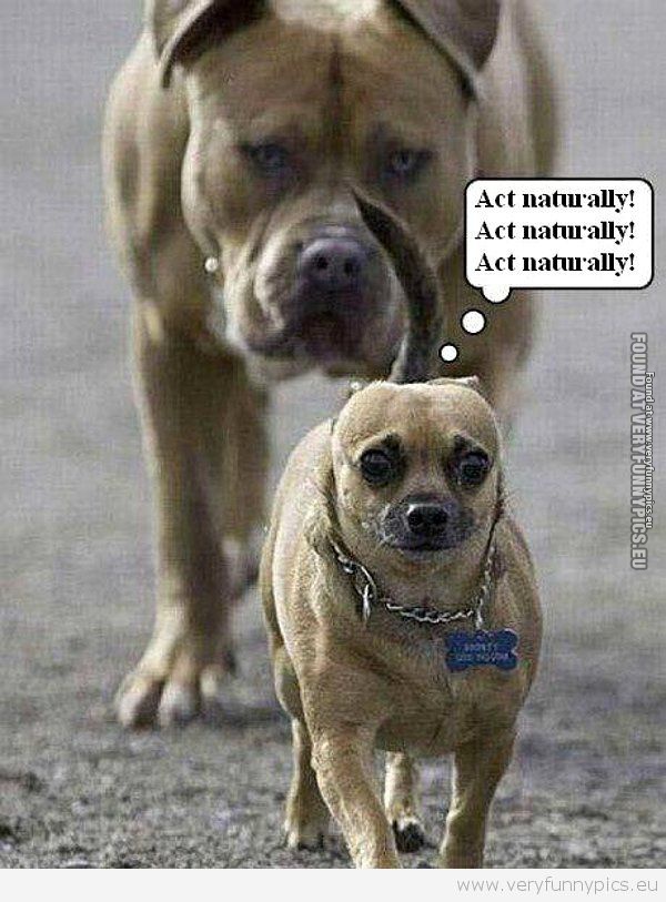 Funny Picture - Dogs act naturally
