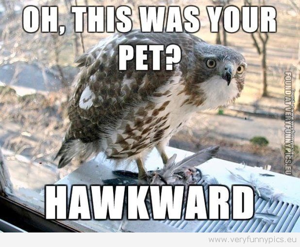 Funny Picture - Hawkward