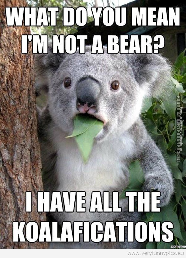 Funny Picture - I have all the koalafications