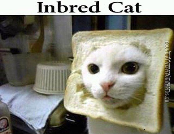 Funny Picture - Inbread cat