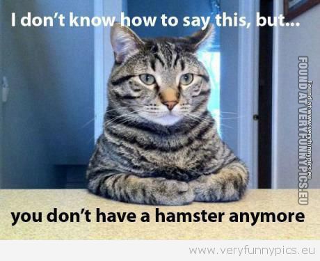 Funny Picture - No Hamster