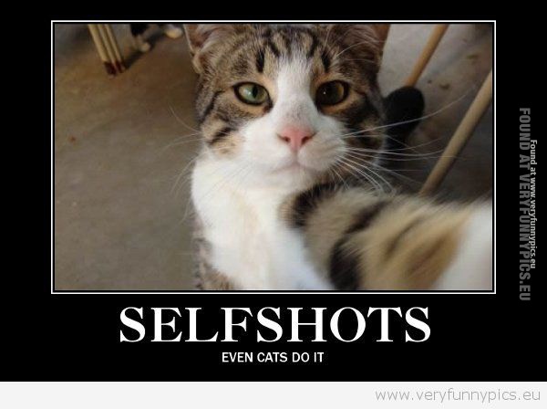 Funny Picture - Selfshots even cats does it