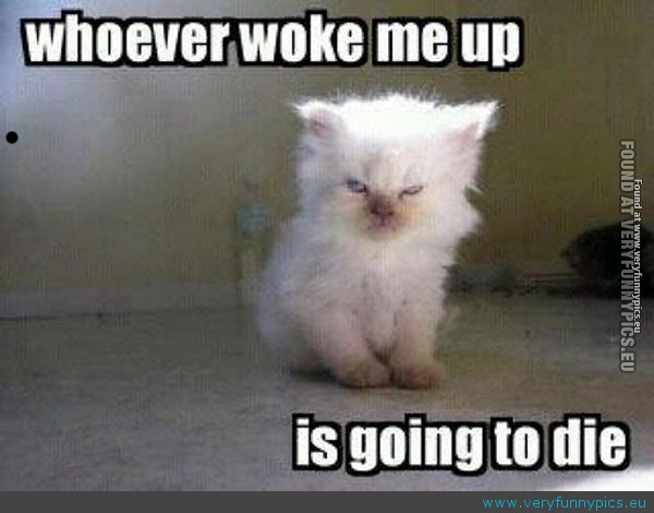 Funny Picture - Whoever woke me up is going to die
