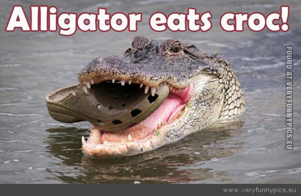 Funny Picture - Alligator eats croc