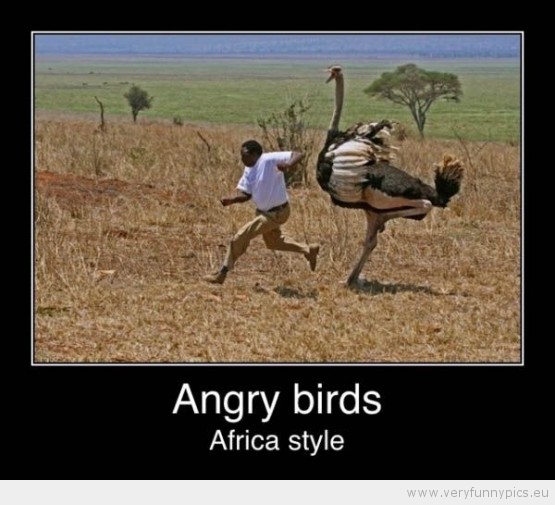 Funny Picture - Angry birds africa style
