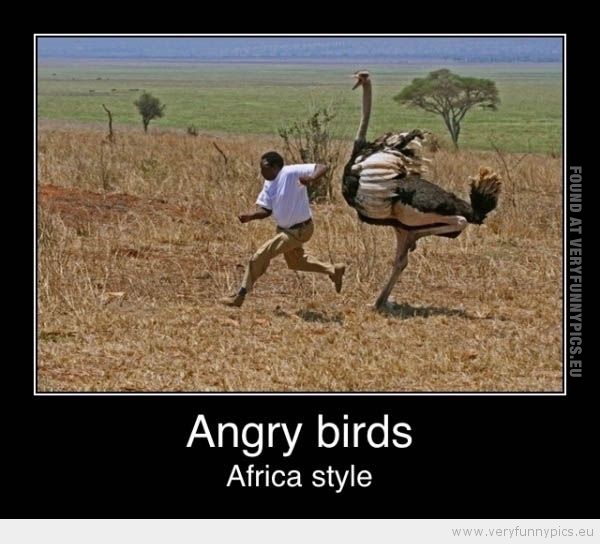 Funny Picture - Angry birds africa style