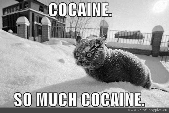 Funny Picture - Cat cocaine so much cocaine