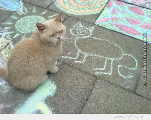 Funny Picture - Cat portrait