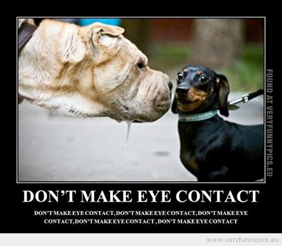 Funny Picture - Don't make eye contact
