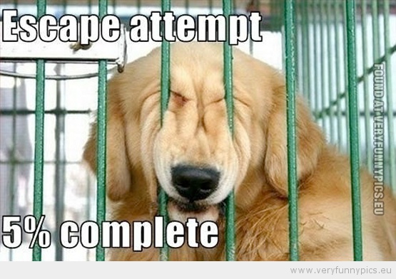 Funny Picture - Escape attempt 5 percent complete