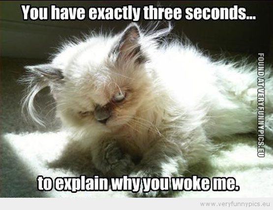 Funny Picture - Explain why you woke me cat