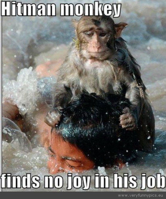 Funny Picture - Hitman-monkey