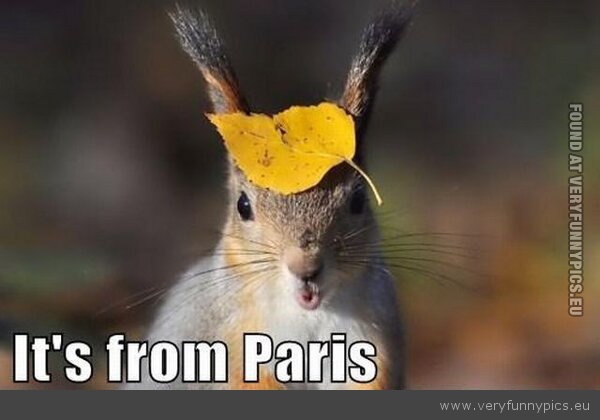 Funny Picture - Its from paris squirrel hat