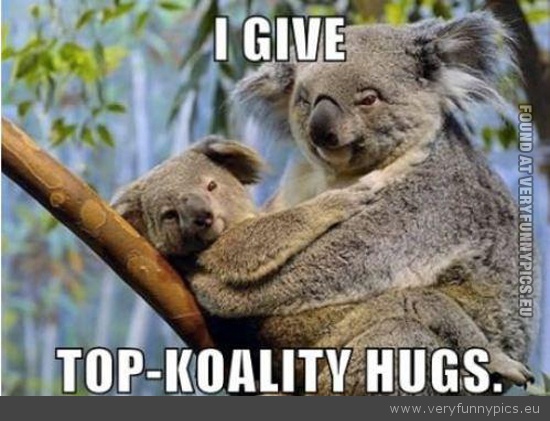 Funny Picture - Koala top koality hugs