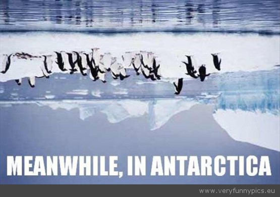 Funny Picture - Meanwhile in Antarctica