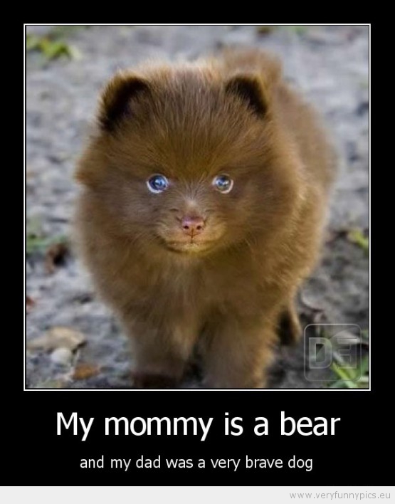 Funny Picture - My mommy is a bear and my dad a very brave dog