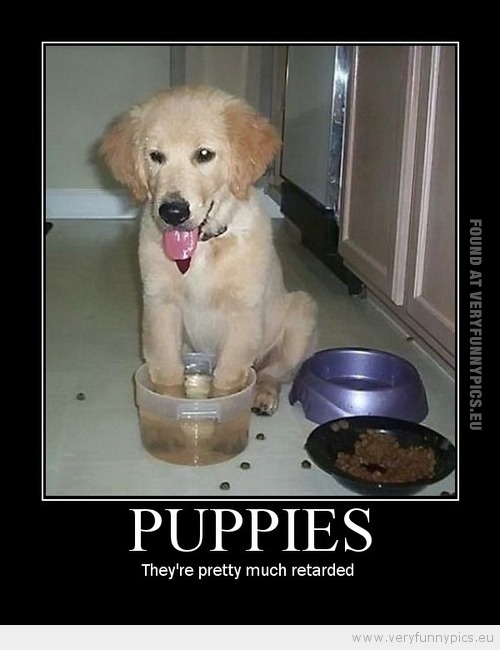 Funny Picture - Puppies they are pretty retarded