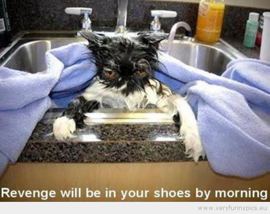 Funny Picture - Revenge will bi in your shoes by morning cat
