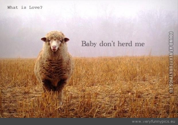 Funny Picture - Sheep baby dont herd me