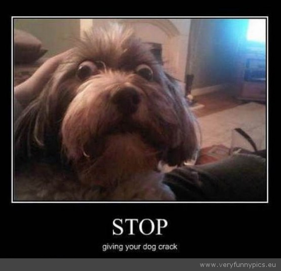 Funny Picture - Stop giving your dog drugs