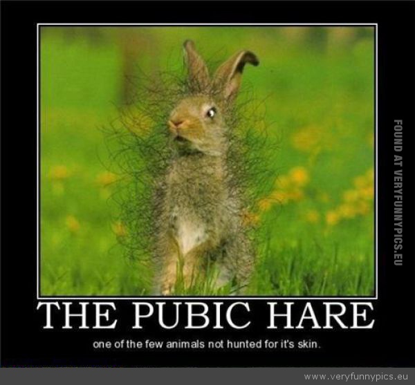 Funny Picture - The pubic hare