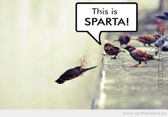 Funny picture - This is sparta bird