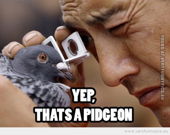 Funny Picture - Yep, that's a pidgeon