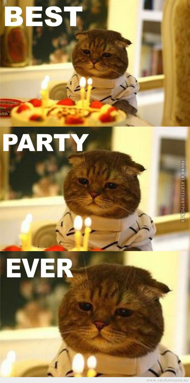 Funny Picture - Cat best party ever