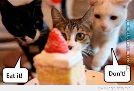 Funny Picture - Cat looking at cake eat it don't