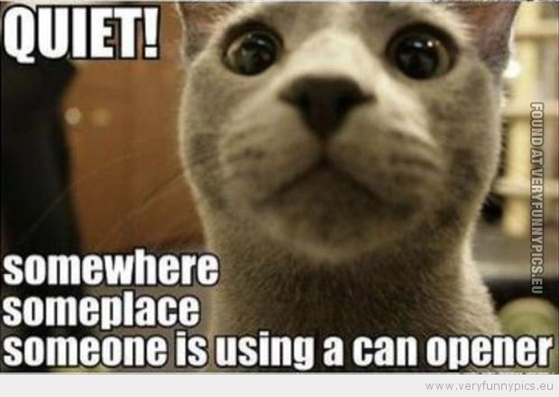 Funny Picture - Cat says quiet somewhere someplace someone is using a can opener