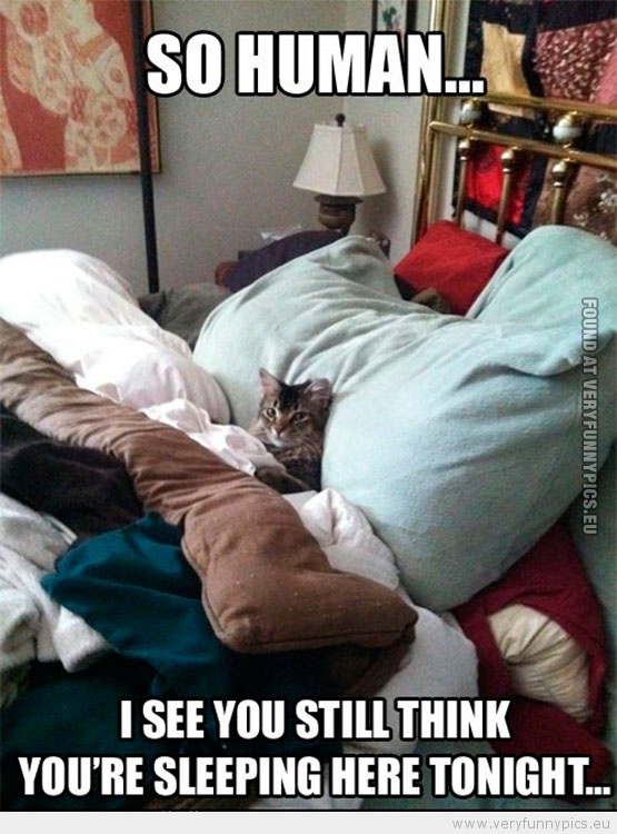 Funny Picture - Cat so human i see you still think you're sleeping here tonight