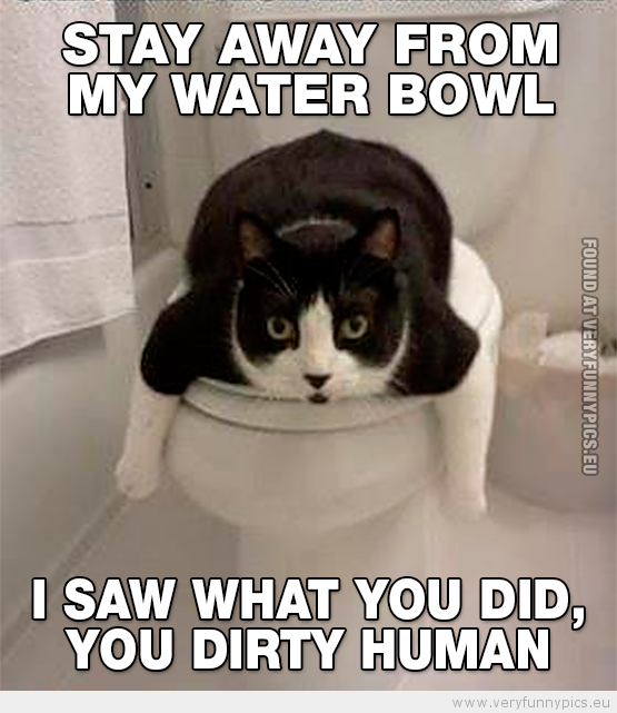 Funny picture - Cat stay away from my water bowl i saw what you did you dirty human