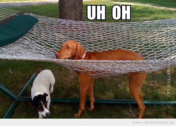 Funny Picture - Dog in a hammock uh oh