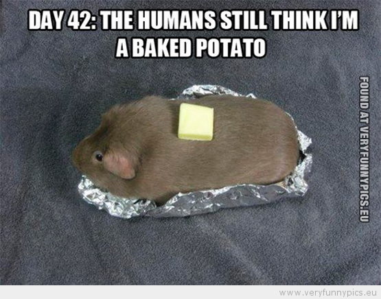 Funny Picture - Hamster day 42 the human still think i'm a baked potato