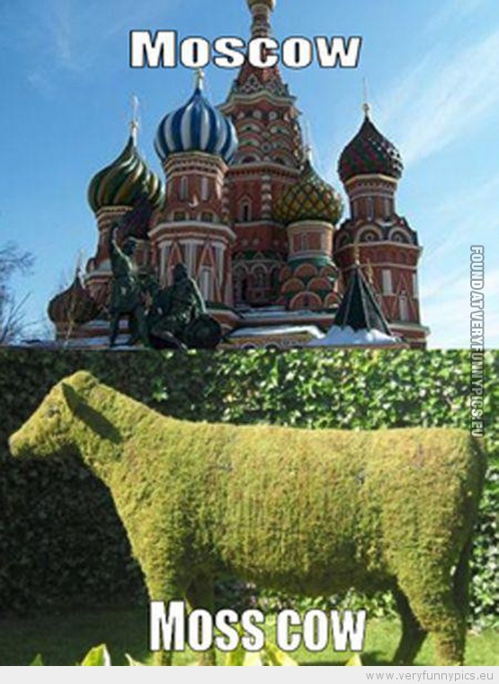 Funny Picture - Moscow VS Moss cow