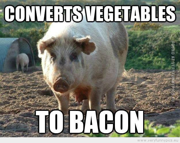 Funny Picture - Pig convert vegetables to bacon