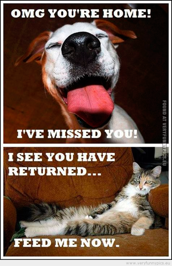 Funny Picture - The difference between cats and dogs