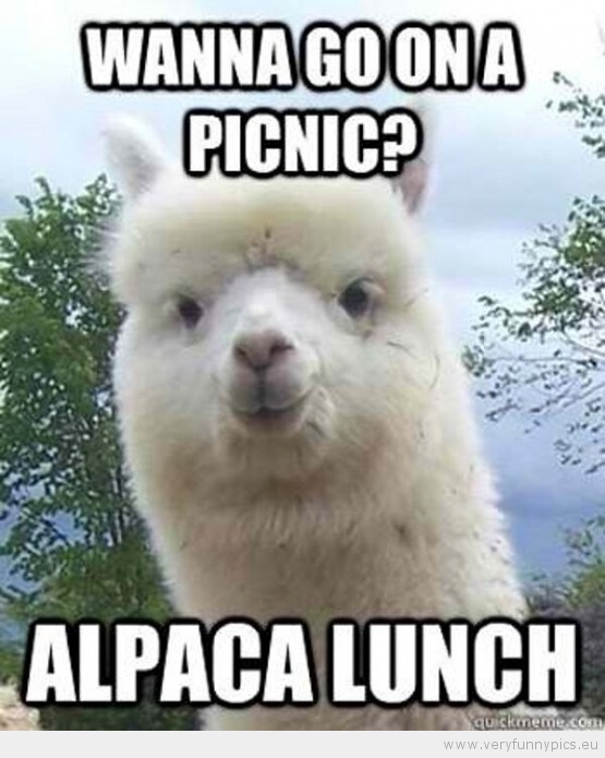 Funny Picture - Wanna go on a picnic alpaca lunch