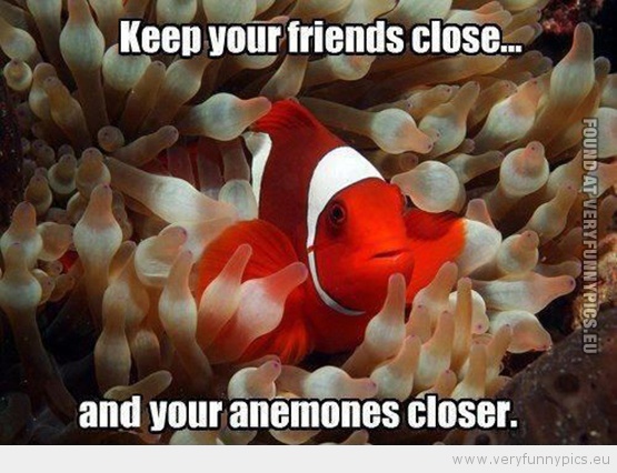 Funny Picutre - Keep your friends close and your anemones closer