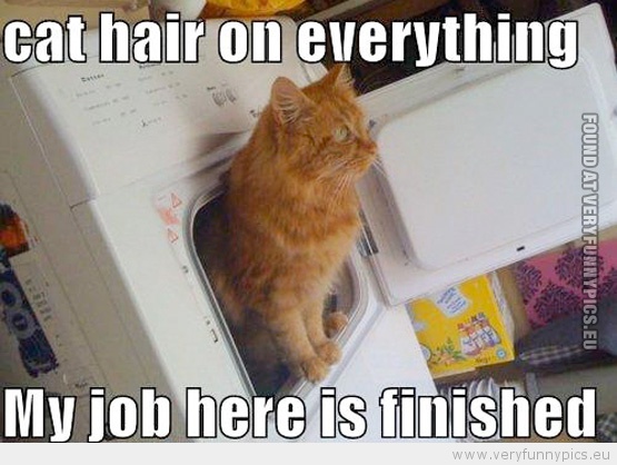 Funny Picture - Cat hair on everything my job here is finnished