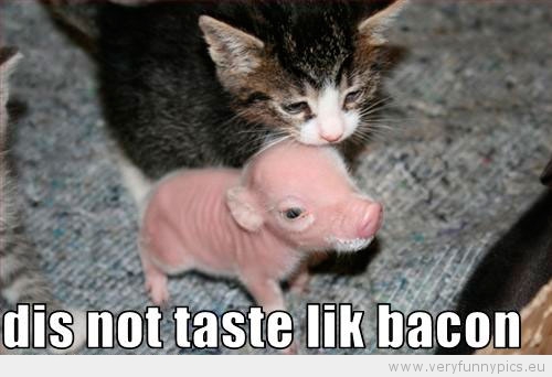 Funny Picture - Cat tastes pig dis not taste lik bacon