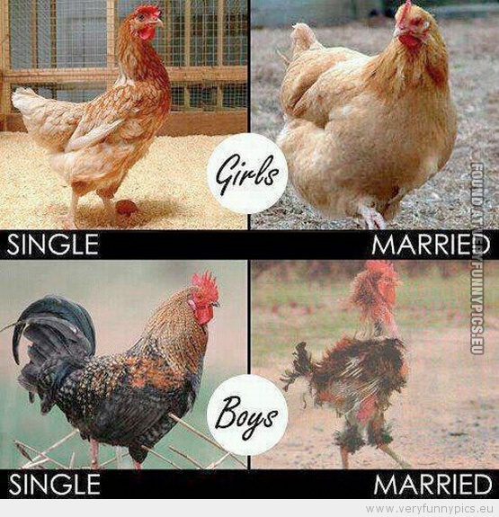 Funny Picture - Cocks and hens boys and girls single vs married