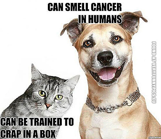 Funny Picture - Dog can smell cancer in humans cat can be trained to crap in a box