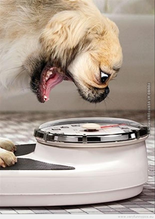 Funny Picture - Dog on a weight scale