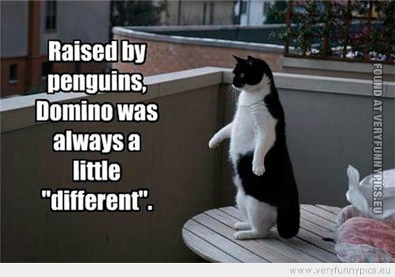 Funny Picture - Raised by penguins domino was always a little different